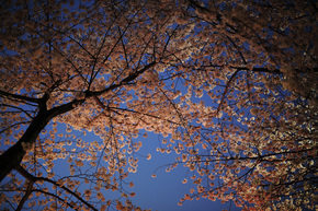05_TGC3659.JPG