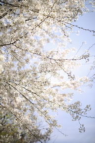 11_TGC3687.JPG
